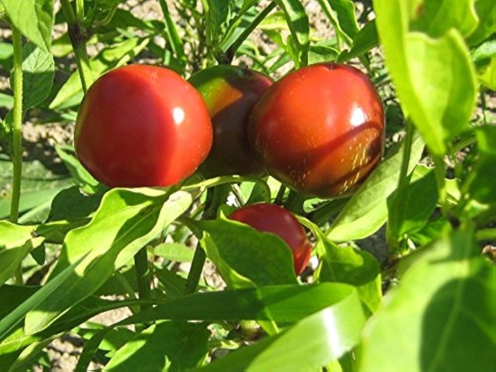 Sweet cherry peppers grown from seeds, featuring small, round, red peppers with a juicy and mildly spicy flavor